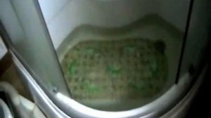 Как купать котенка