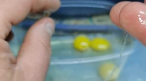КОГДА МОЖНО ЗАКЛАДЫВАТЬ ЯЙЦА на инкубацию от своих перепелов.!!!! Смотреть всем!!!