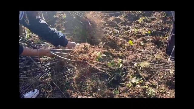 uprooting of Apple seedlings and sale in ysp uhf nauni ?? смотреть онлайн