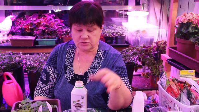 НЕ УПУСТИТЕ ВРЕМЯ! ПОСЕЙТЕ ТОМАТЫ ЭТИМ СПОСОБОМ ДЛЯ РАННЕГО УРОЖАЯ! смотреть онлайн