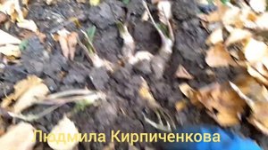 КАК ПОСАДИТЬ КОРНИ ХРЕНА В ГОРОДЕ РЯДОМ С ДОМОМ? КАК ДУМАЕТЕ, ВЫРАСТЕТ В ТАКОЙ ЗЕМЛЕ? #Всёпросто!