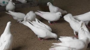 #Astrakhan #Pigeons  Мои Летные-Бойные Белые Голуби!