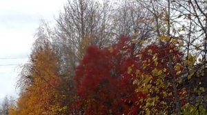 Птицы летят на юг. Клин. Утки.