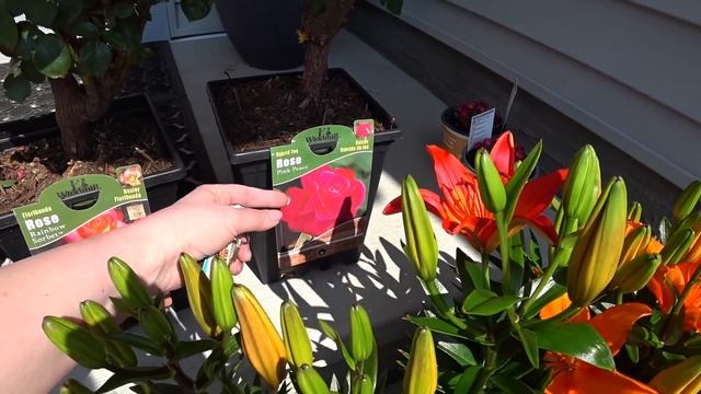 ?ПОКУПКА И ПОСАДКА ЦВЕТОВ??ХЛОПОТЫ ВОКРУГ ДОМА? смотреть онлайн