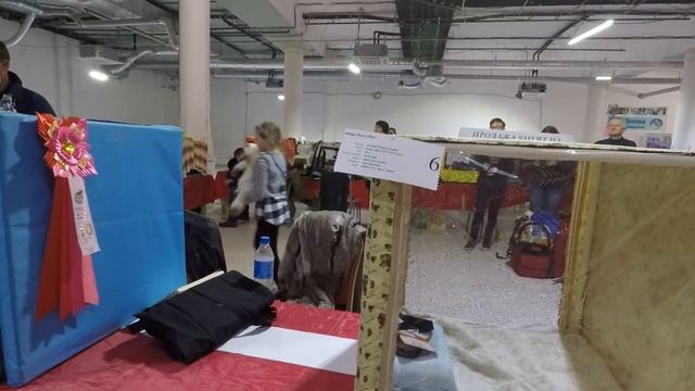 Выставка кошек #КУРСК - МЕГАГРИНН зима - 2019 смотреть онлайн