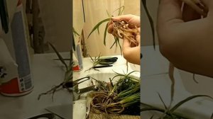 Хлорофитум. Часть 1. Пересадка и обрезка клубка корней.