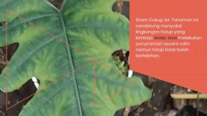 Easy Ways to Plant & Care for Alocasia Sabrina | Cara Mudah Menanam & Merawat Alocasia Sabrina