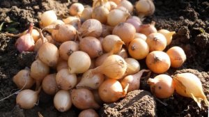 Лук на перо осенью. | Как сажать лук на перо осенью.