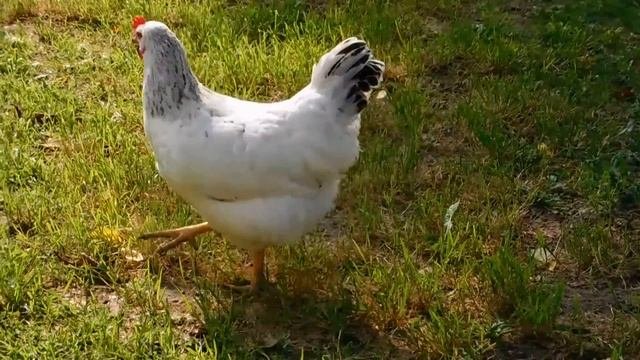 Курица Адлерская серебристая - экоферма "К5"
