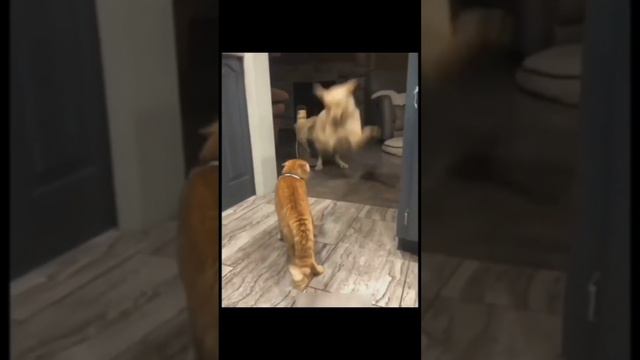 Ты только посмотри на сколько смешные 😹 бывают домашние животные 😂 смотреть онлайн