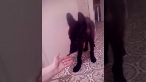 волчонок 6й день дома  #волкдома #канадскийволк #wolf #canadianwolf #blackwolf #wolfpuppy