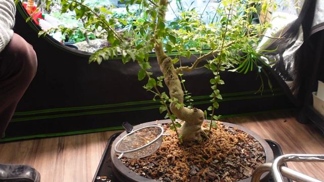 Connor's Indoor Tropical Bonsai Setup - With Connor & Vince смотреть онлайн