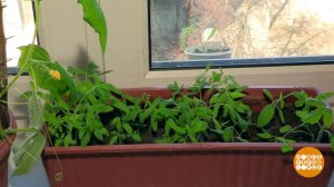 Рассада ты моя ненаглядная! Доброе утро. Фрагмент выпуска от 16.04.2019