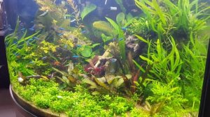 Угловой аквариум, травник
