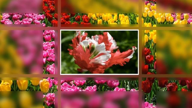 С пробуждением природы ото сна ПОЗДРАВЛЯЮ С ВЕСНОЮ смотреть онлайн