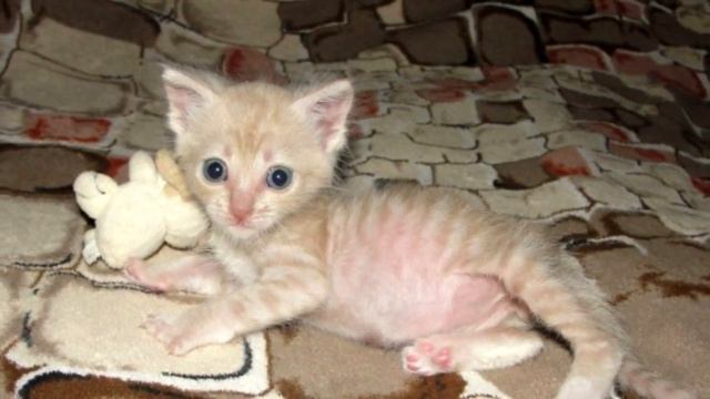 Он лежал возле гаражей в 2-х метрах от мусорного бака, не в силах пошевелившись. Он медленно умирал смотреть онлайн