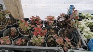 Самое не ходовое растение?! Но, попробую опять? Гипоэстес