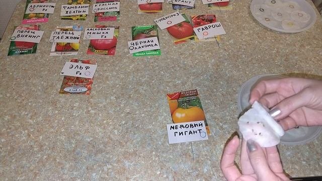 Проверяем Всхожесть Покупных Семян Томатов В Домашних Условиях