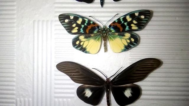 О бабочках. Пестрянки. смотреть онлайн