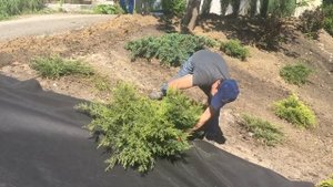 Озеленение придомовой территории. Часть 2