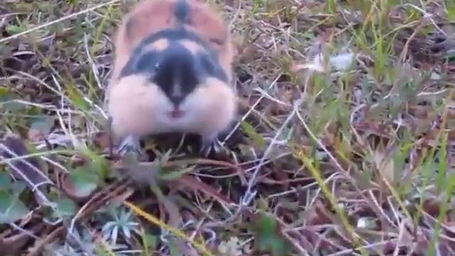 Лемминг атакует смотреть онлайн