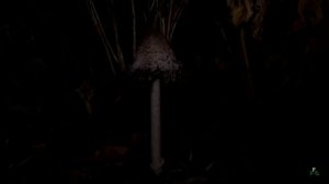 Coprinus comatus, a silent story