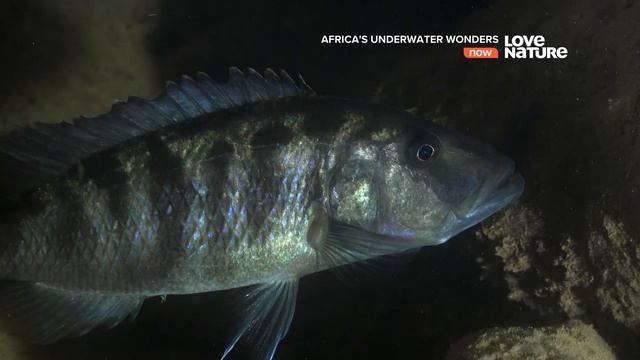 Африканские подводные чудеса / Подводные чудеса Африки / Серия 4 Озеро Малави смотреть онлайн