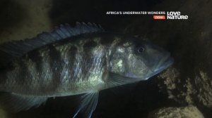 Африканские подводные чудеса / Подводные чудеса Африки / Серия 4 Озеро Малави