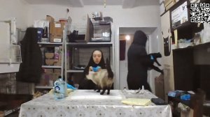 Монастырские кошки в прямом эфире