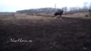 Владимирский тяжеловоз