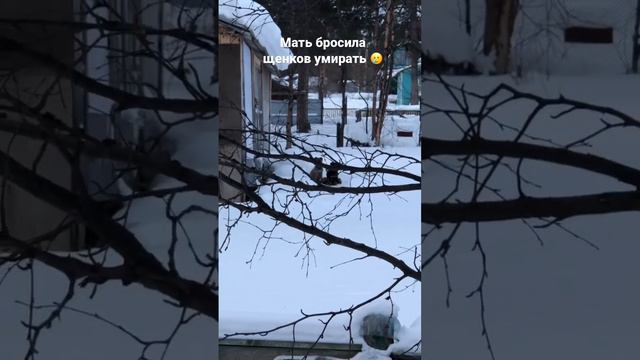 Троих щенков нам удалось спасти, а остальные уже замерзли насмерть🥲 #спасениежизни#щенки