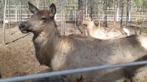 Животные якутии.МЕДВЕДЬ. ОЛЕНИ .ЛОСИ.