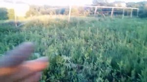 #Заработок на клубнике. Выращиваю #саженцы на продажу.