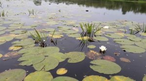 Кувшинка на озере. Water lily on the lake