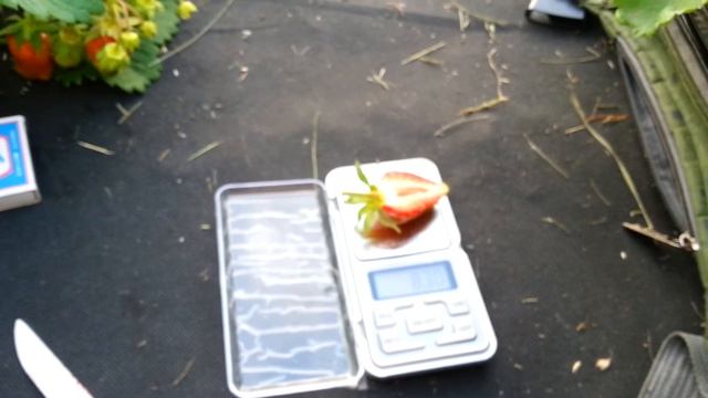 Клубника Марышка. Брикс. смотреть онлайн