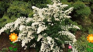 Спирея ниппонская Уайт Карпет Гелспир. Обзор spiraea nipponica white carpet White carpet Gelspir