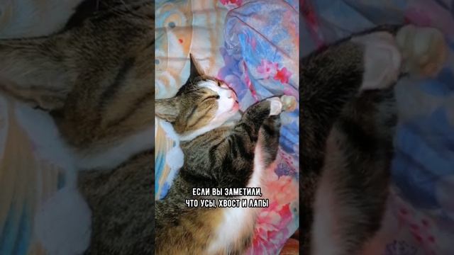 Вот почему кот дёргается во сне #кошка #котики #shorts смотреть онлайн