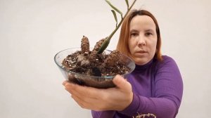 Срезаю НАРОСТЫ у замиокулькаса для укоренения. Интересный эксперимент.