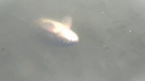 Огромный белый амур в моём пруду часть 1