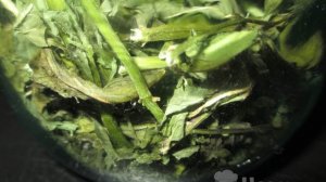 Чай из сушеной мяты с кусочками лимона