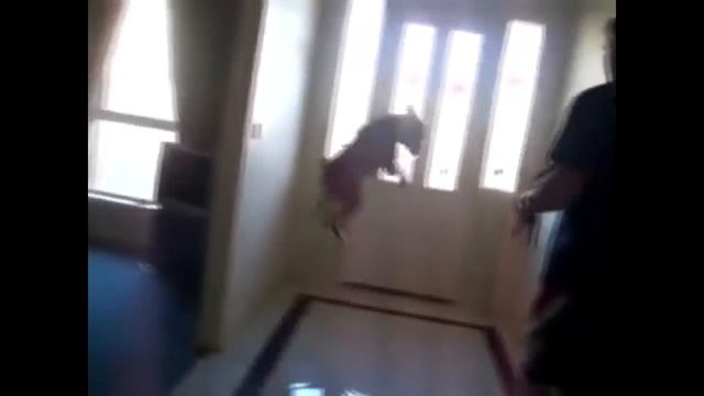 Смешная собака прыгает | Funny dog jumping смотреть онлайн