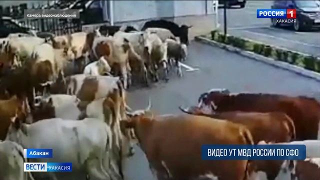 130 коров пытались улететь из Хакасии смотреть онлайн