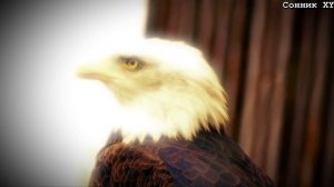 Что означает когда снится Орел?