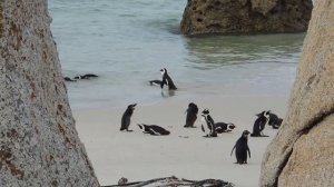 Красивые пингвины, звуки пингвина, животные, природа