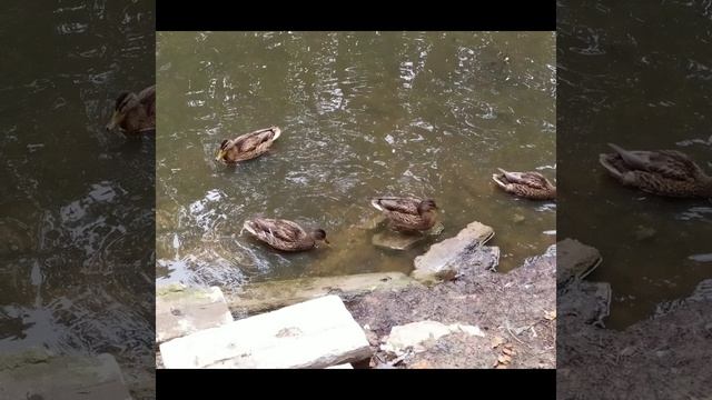 Инна Судакова - надоела турецкая квартира | Сплетница смотреть онлайн