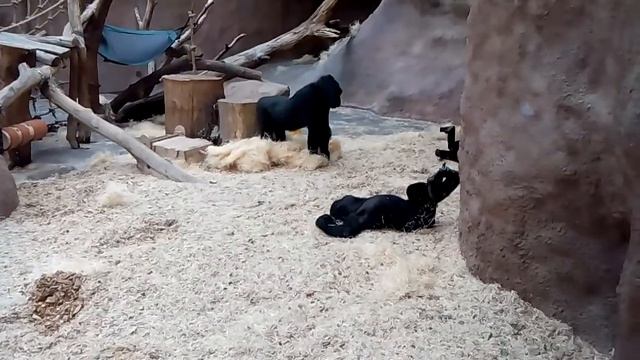 забавные гориллы смотреть онлайн