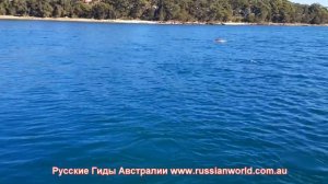 Дельфины и белоснежные пляжи Jervis Bay с русским гидом