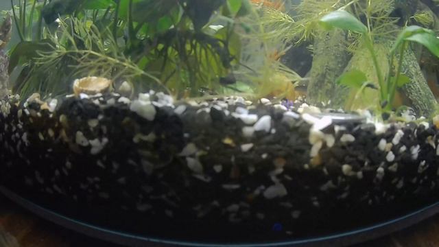 Почему умирают рыбки и как за ними ухаживать? смотреть онлайн