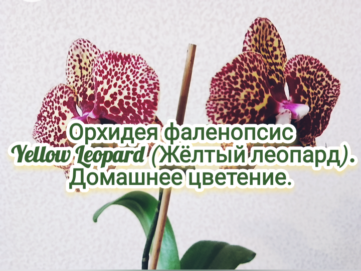 Орхидея фаленопсис Yellow Leopard (Жёлтый леопард). Домашнее цветение.
