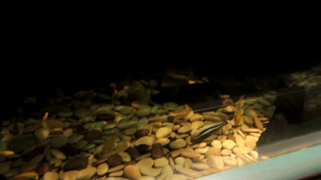 Сенегальский полиптерус. смотреть онлайн